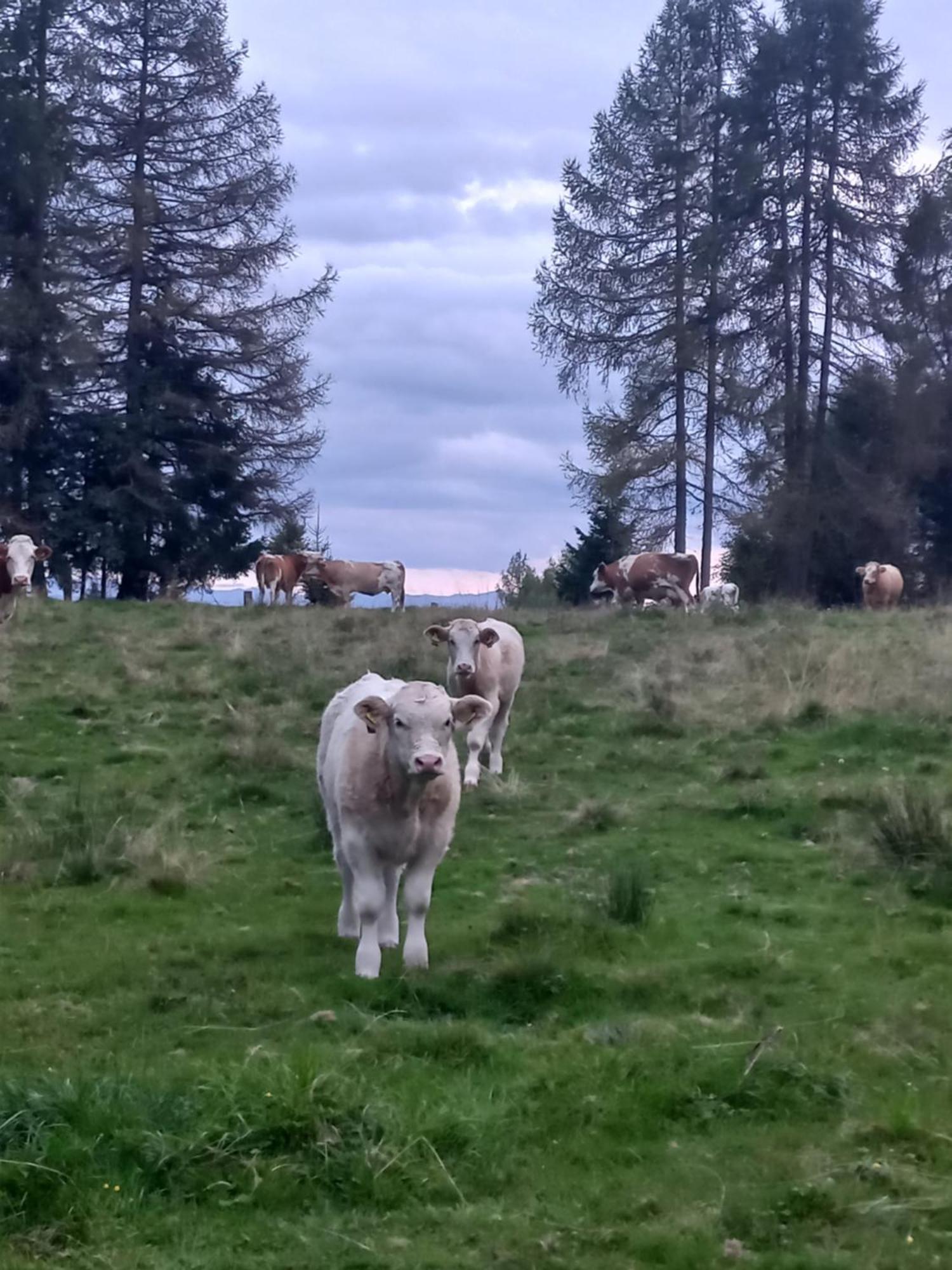 Steurer Hof Leilighet Liebenfels Eksteriør bilde